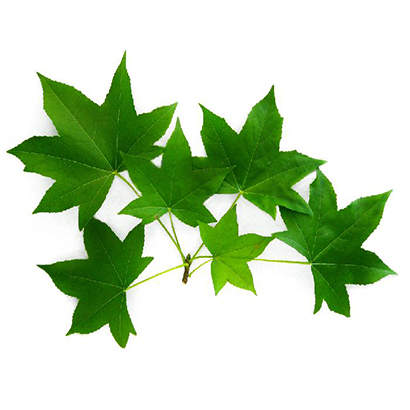 NHỰA SAU SAU