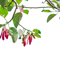 NHỰA DẦU RÁI